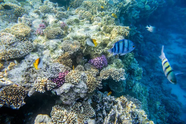 Красивий і різноманітний кораловий риф — стокове фото