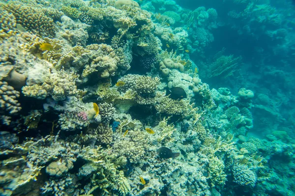 Ústní útes Rudého moře — Stock fotografie