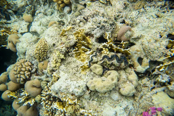 紅海のサンゴ礁を経口 — ストック写真