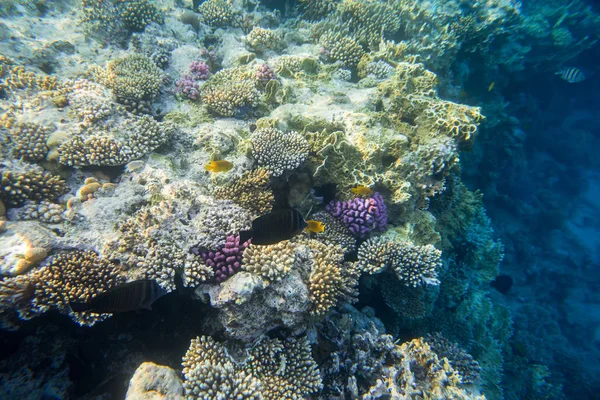 鱼和水下的珊瑚 — 图库照片