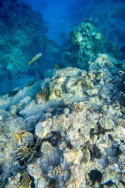 Hal- és korall víz alatti — Stock Fotó