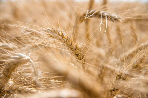 Buğday Alanında Yakın Çekim — Stok fotoğraf
