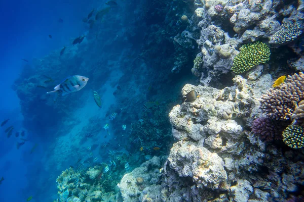 Ryby a korály pod vodou — Stock fotografie