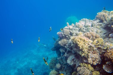 mercan kırmızı deniz