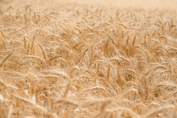 Пшеница в поле — стоковое фото