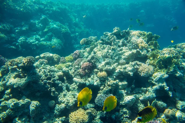 Korallenriff im Roten Meer — Stockfoto