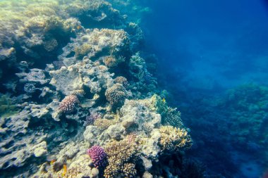 Mercan Kayalıkları Suyun Altında