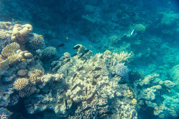 Recife de Coral Sob a Água — Fotografia de Stock