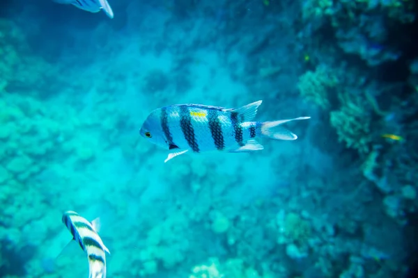 Korallenriff unter Wasser — Stockfoto