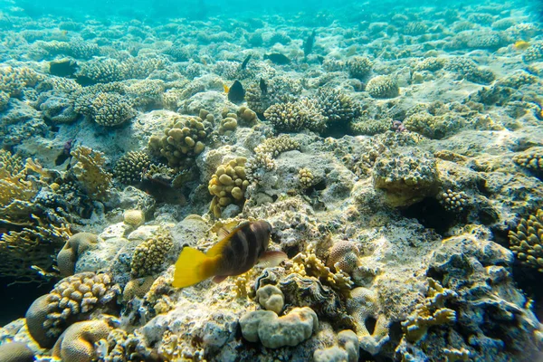 Korallzátony víz alatt — Stock Fotó