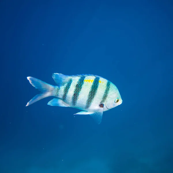 Blau gestreifter Fisch — Stockfoto