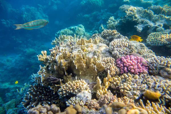Korallrev under vatten — Stockfoto