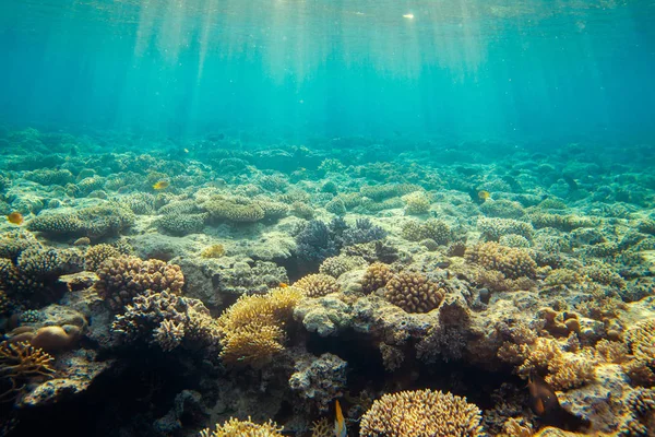 Recife de Coral Sob a Água — Fotografia de Stock