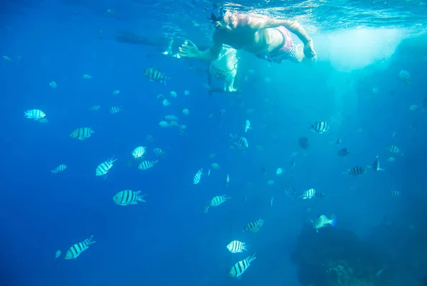 Arrecife de coral bajo el agua —  Fotos de Stock