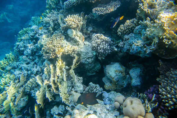 Recife de Coral Sob a Água — Fotografia de Stock