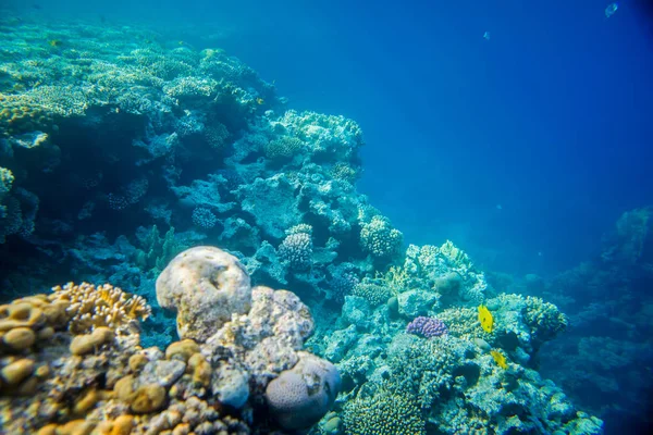 Korallenriff unter Wasser — Stockfoto