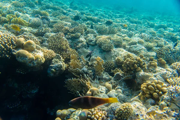 Recife de Coral Sob a Água — Fotografia de Stock