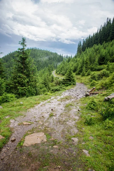 Beautiful Forest Landscape Mountains Pine Trees — Stock Photo, Image