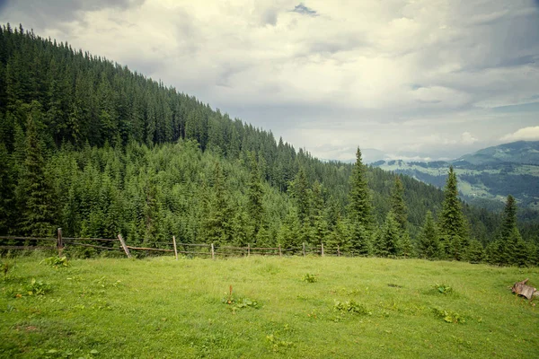 Boslandschap in de bergen — Stockfoto