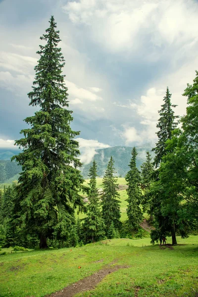 Waldlandschaft in den Bergen — Stockfoto