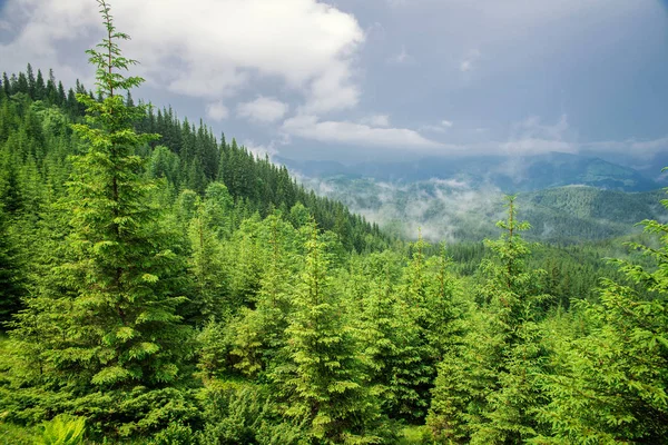 Waldlandschaft in den Bergen — Stockfoto