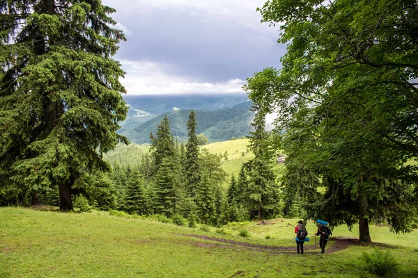 Det Vackra Skogslandskapet Bergen Med Pinjeträd — Stockfoto