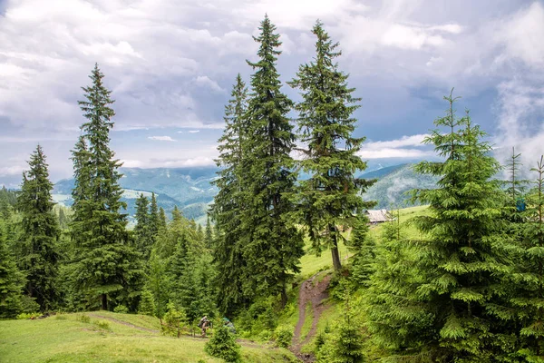 Waldlandschaft in den Bergen — Stockfoto