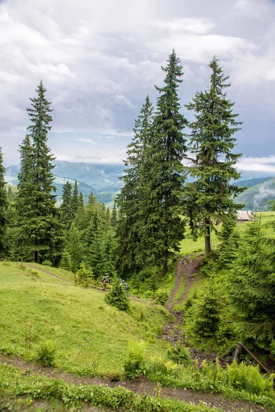 Boslandschap in de bergen — Stockfoto