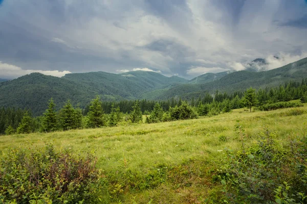 森林风景在山里 — 图库照片