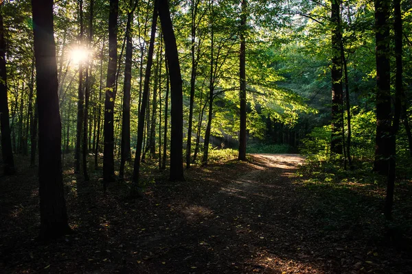 Solen i skogen — Stockfoto