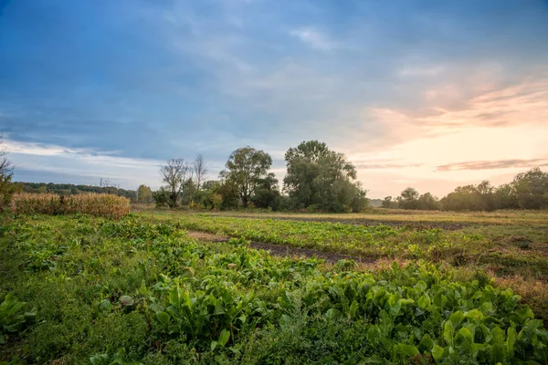 Vista sul giardino della cucina — Foto Stock