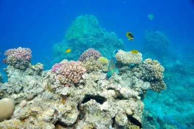 güzel ve çeşitli mercan
