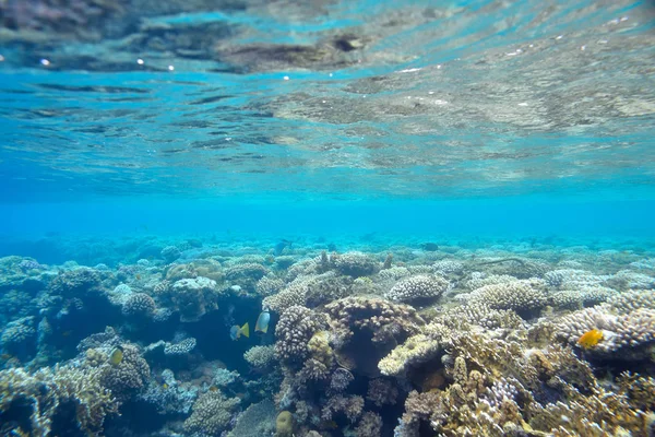 Gyönyörű, változatos korallzátony — Stock Fotó