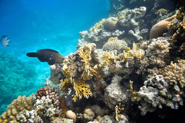 Vackra Och Mångsidiga Korallrev Och Fiskar Havet — Stockfoto