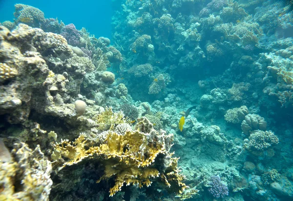 Belo e diversificado recife de coral — Fotografia de Stock