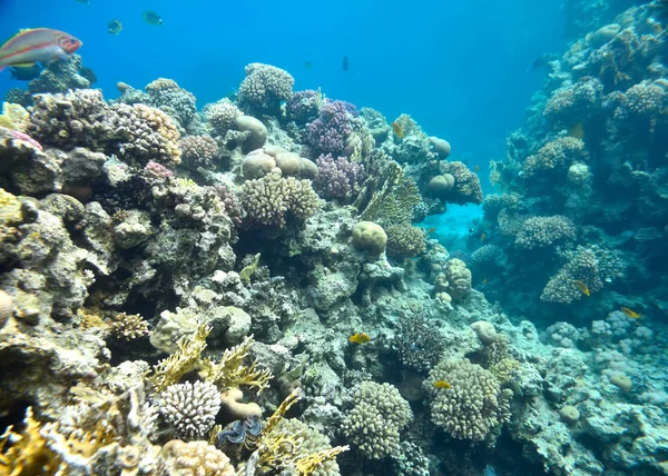 Красивий і різноманітний кораловий риф — стокове фото