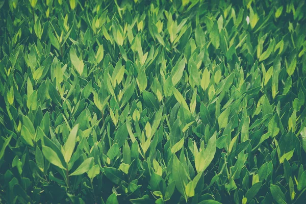 Grønne buskblade - Stock-foto