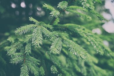 yeşil çam iğneleri