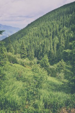 güzel dağ manzarası ile orman