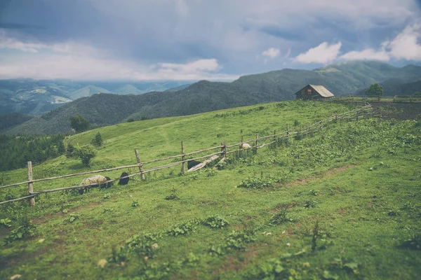 Prachtige berglandschap met forest — Stockfoto