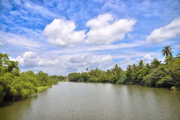 nehir ve orman manzara