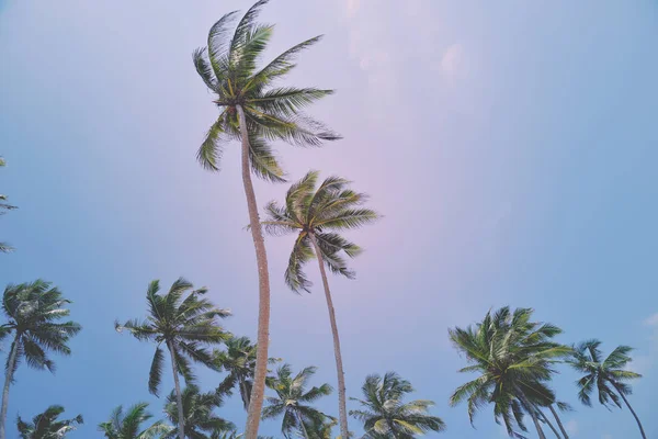 Пальмові дерева в Шрі - Ланці — стокове фото