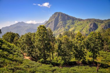 Ella Rock ile güzel manzara
