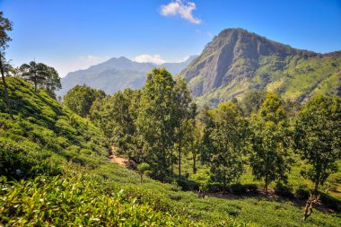 Ella Rock ile güzel manzara