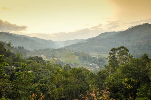 Bosque paisajístico en las montañas — Foto de Stock