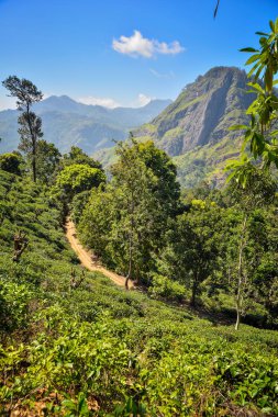 Ella Rock ile güzel manzara
