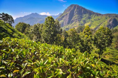 Ella Rock ile güzel manzara
