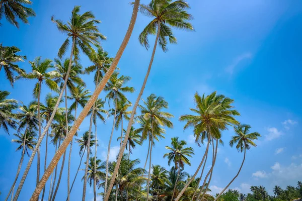 Фон с пальмами и небом — стоковое фото