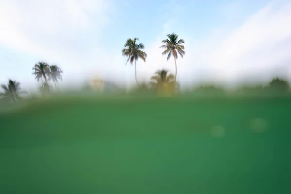 Pohled Vody Břeh Palmami — Stock fotografie