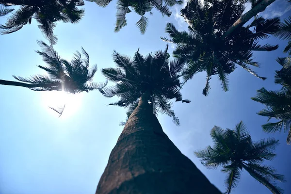 Grands Palmiers Contre Ciel Avec Soleil — Photo